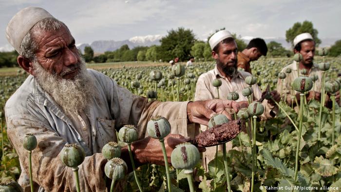 Afghanische Farmer ernten Schlafmohn